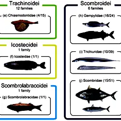 The 15 perciform families comprising the novel clade found in this study.