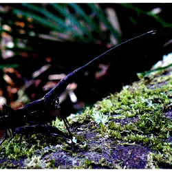 A large male giraffe weevil guards a drilling female.