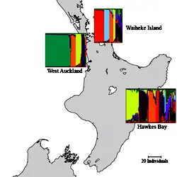 of New Zealand showing distruct plots of ancestry profiles for 179 S. cerevisiae sampled from three regions from [19].