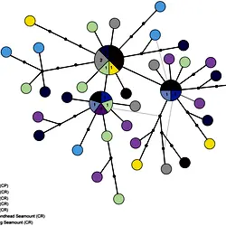 TCS haplotype network for Munida gracilis, COI sequences.