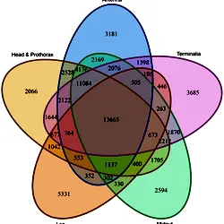 Venn diagram showing the distribution of shared and unique transcripts that were represented among the libraries of the antenna, midgut, terminalia, head and prothorax and leg.