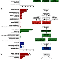 Distribution of the three GO categories in the (A) antenna, (B) midgut and (C) terminalia libraries and the significantly enriched GO terms detected from the transcripts with tissue-biased expression.