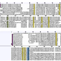 Amino acid alignments of predicted C. hookeri OBPs (A) and CSPs (B).