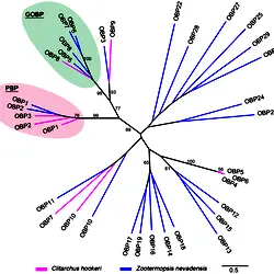 Phylogenetic tree for C. hookeri and Z. nevadensis OBP protein sequences.