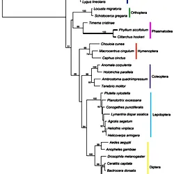 Phylogenetic tree of ORCOs.