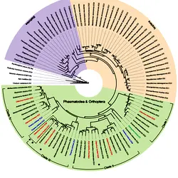 Phylogenetic tree of GH9.