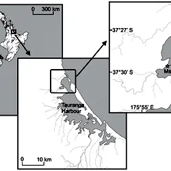 Location of sites (indicated by a star) in Tauranga Harbour, New Zealand.