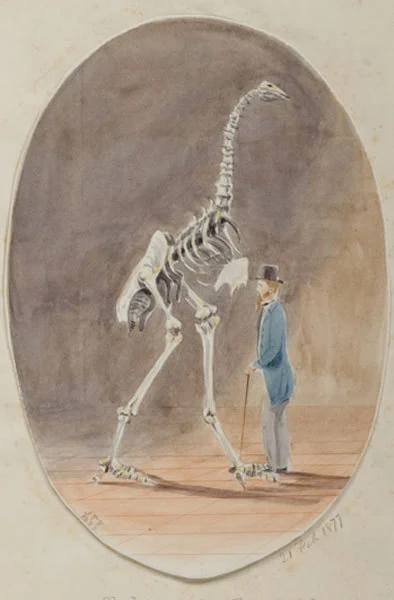 Skeleton of moa, Christchurch.
