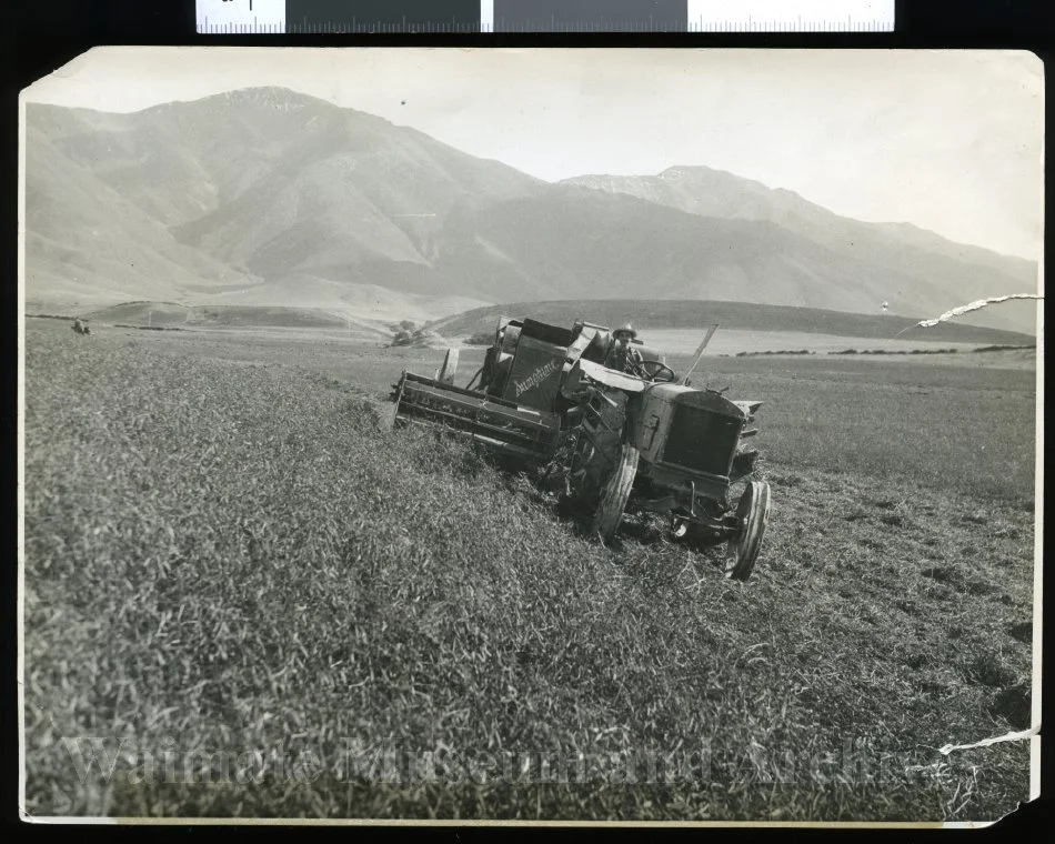 Peterborough tractor and Sunshine header heading partridge peas, Hakataramea