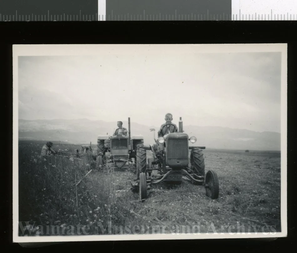 Peter McCaw and John McCaw cutting Ryegrass.