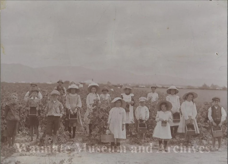 Raspberry pickers in Archie Kennard's patch