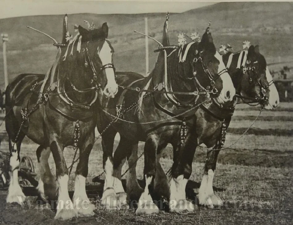 Clydesdale horses