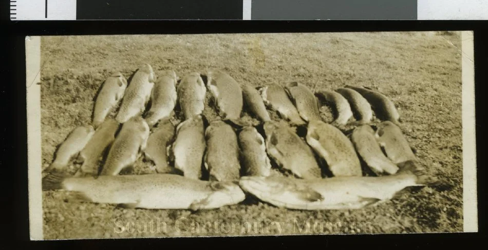 Fish caught on Labour weekend at Lake Clearwater, Ashburton