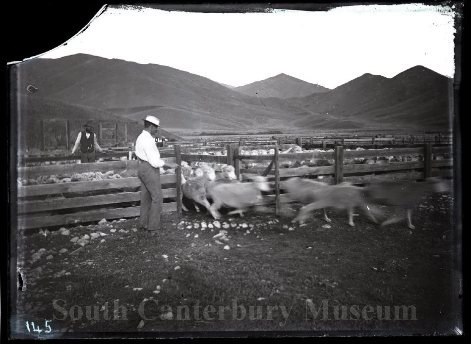 [Counting sheep, Clayton Station]