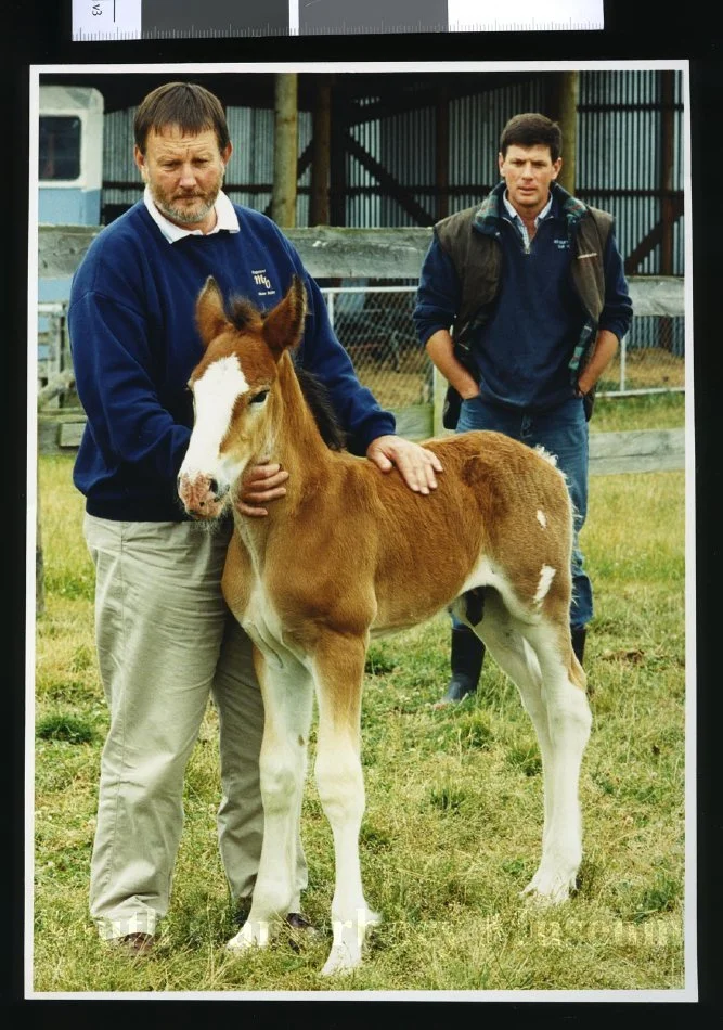 Ian Gould and Adrian Campbell with clydesdale foal