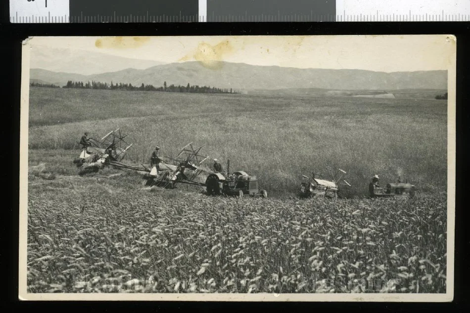 Hart-Parr & Allis-Chalmers tractors pulling binders during wheat harvest