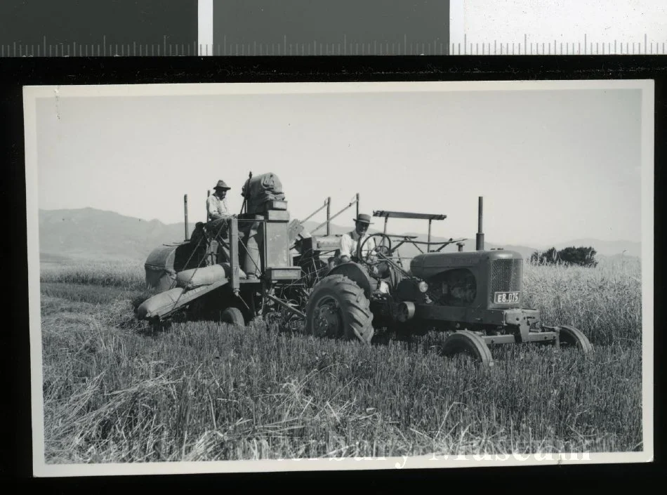 Sandy Hogg and Len Watson harvesting