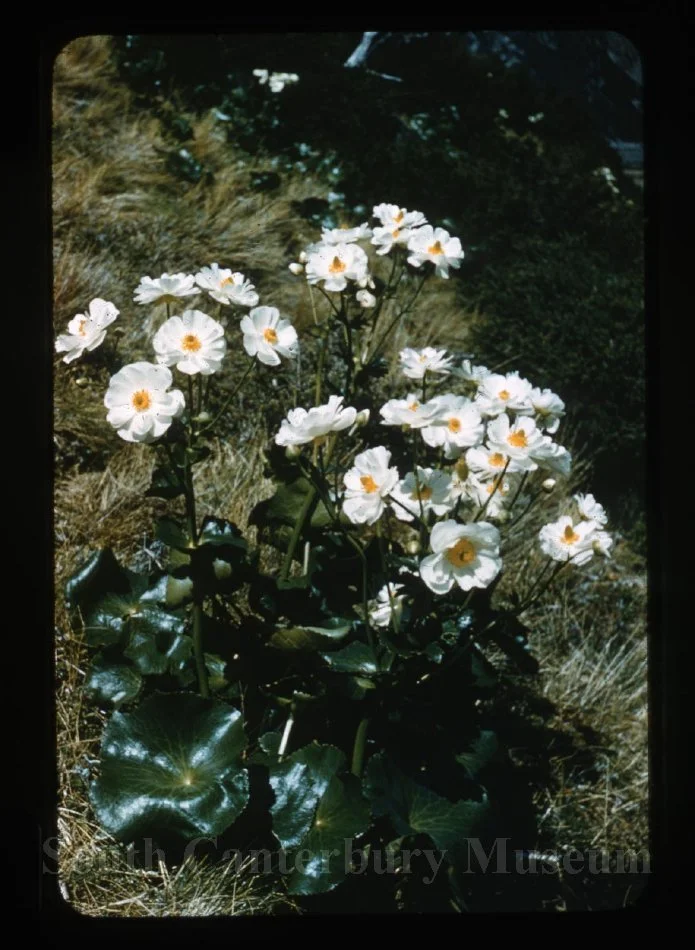 Mount Cook lilies [N.Z. 209]