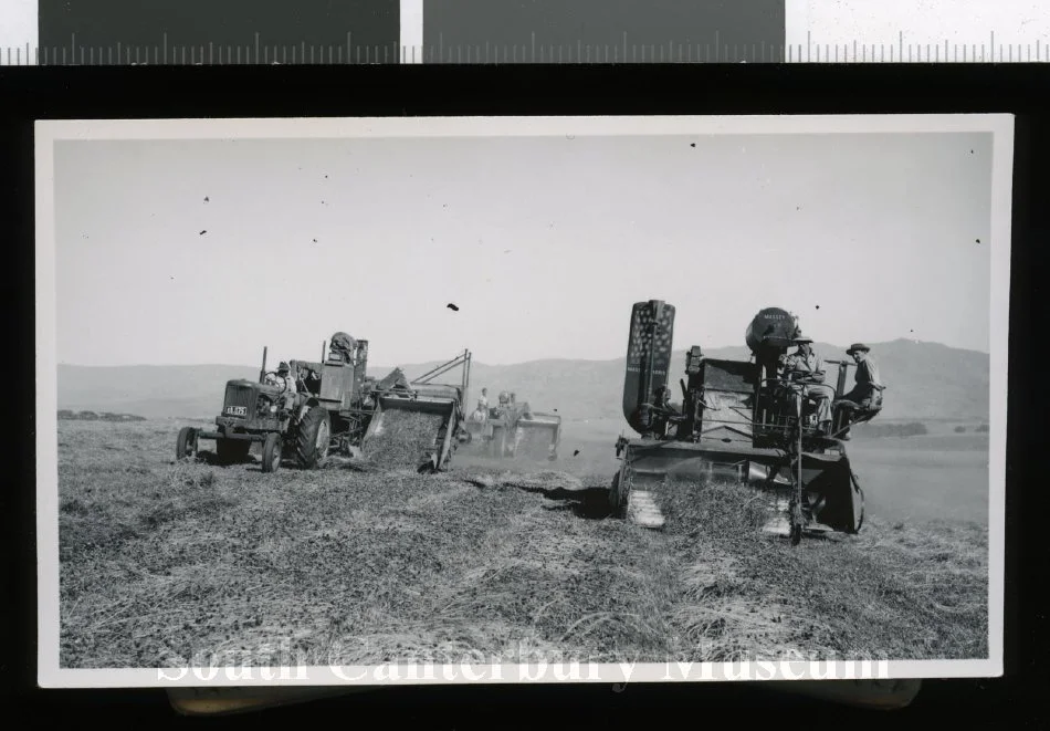 Massey Harris self-propelled header with two Allis-Chalmers tractors and headers