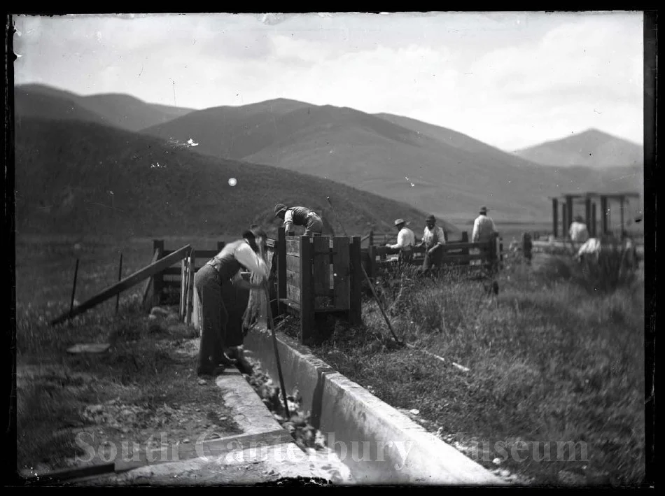[Clayton Station] Dipping sheep