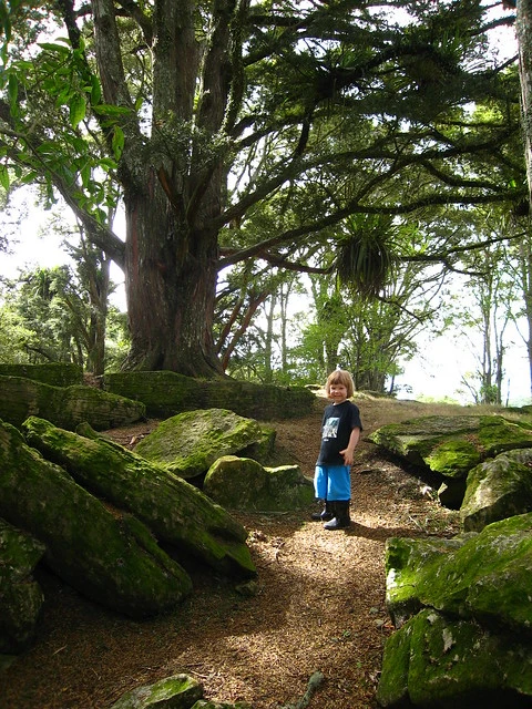 Waipu Caves