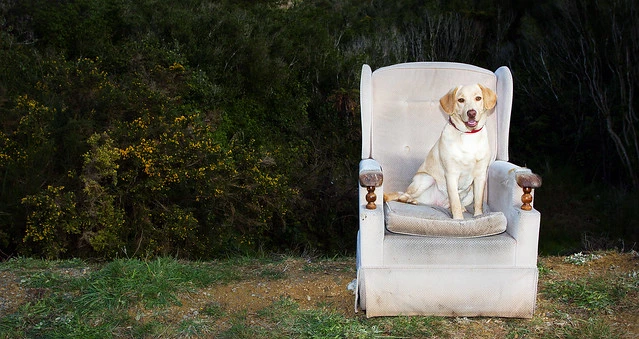 Bella's Throne