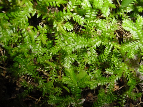 Krauss's clubmoss