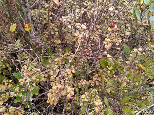 Gaultheria antipoda
