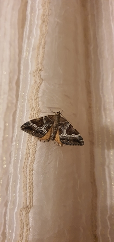 Carpet Moths