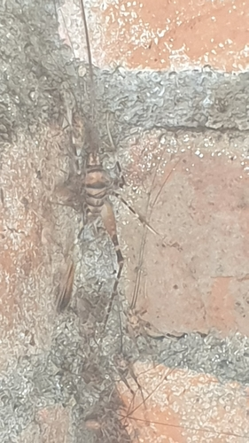 Camel Crickets, Cave Crickets, and Cave Weta