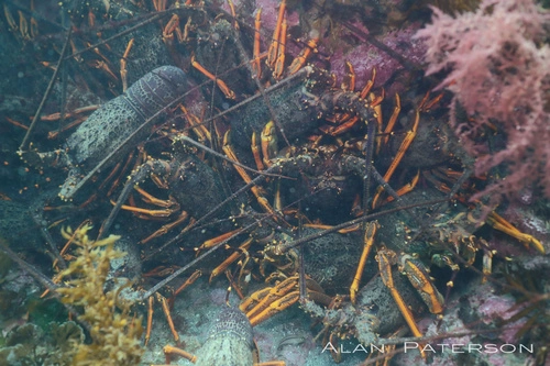 Southern Rock Lobster