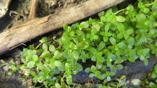 Callitriche petriei
