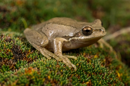 Whistling Tree Frog