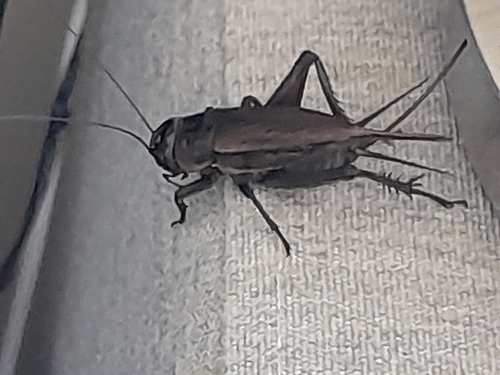 Australian Black Field Cricket