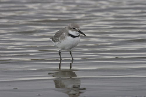 Wrybill