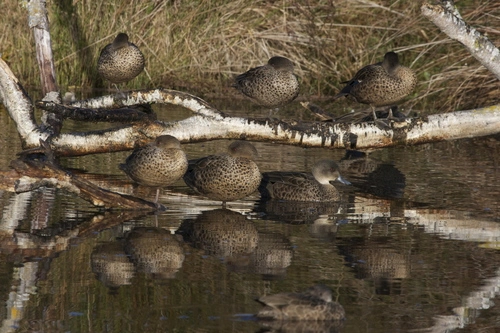 Grey Teal