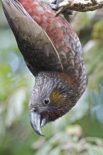 North Island Kaka