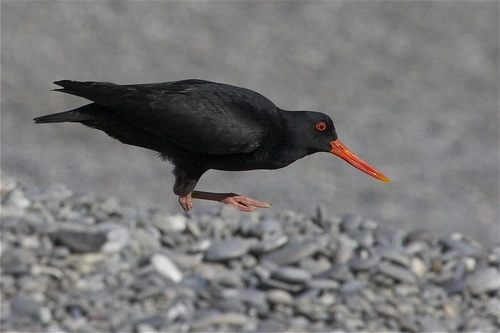 Variable Oystercatcher