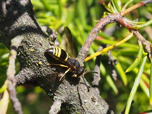 European Tube Wasp (Ancistrocerus gazella)