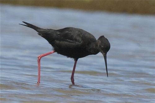 Kakī (Black Stilt)