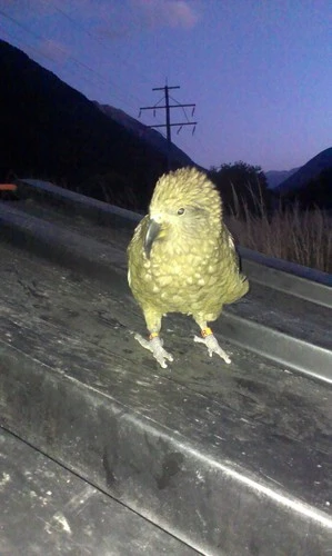 Kea