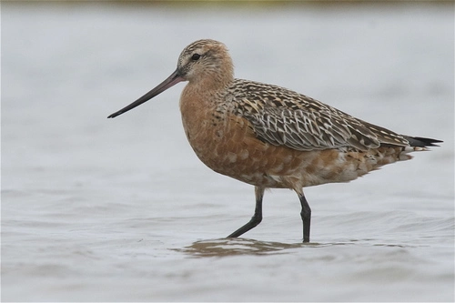 Eastern Bar Tailed Godwit