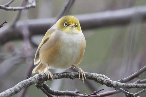 Silvereye (ssp. lateralis)