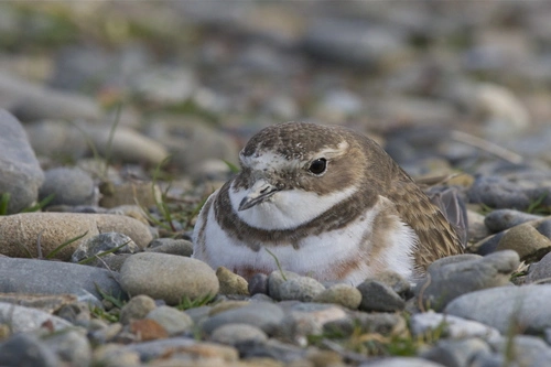 New Zealand Double-banded Plover