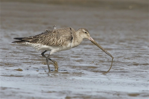 Eastern Bar Tailed Godwit