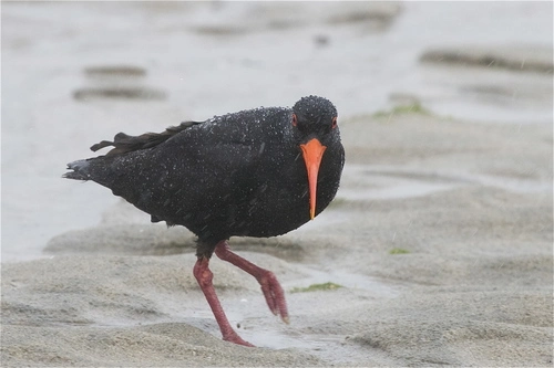 Variable Oystercatcher