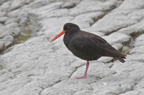 Variable Oystercatcher