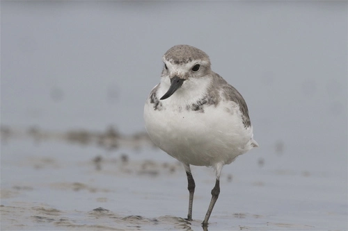 Wrybill