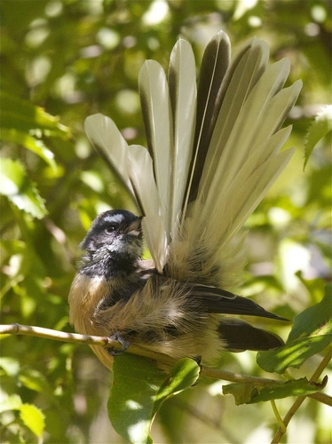 South Island Fantail