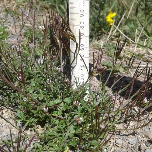 bittercresses